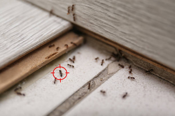 Best Termite Control Services  in South Bay, FL