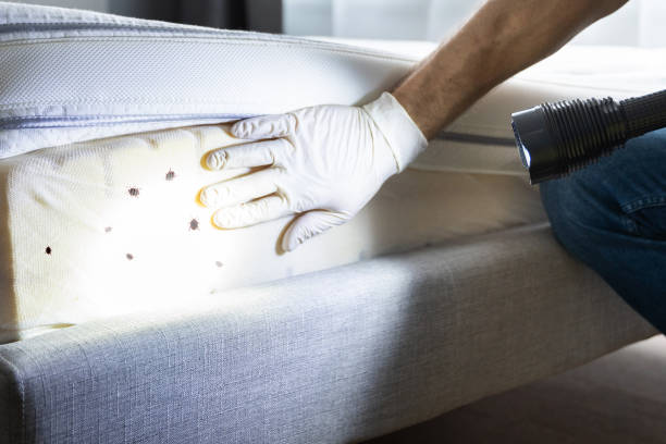 Best Local Pest Control Services  in South Bay, FL