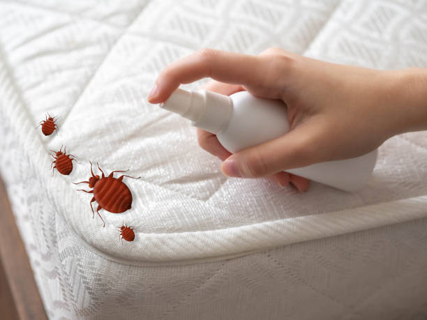 Best Pest Control Near Me  in South Bay, FL